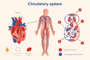 cardio vascular